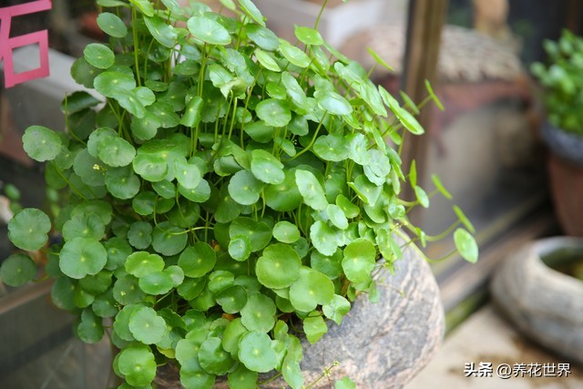 养这10种花越养家里越干净,这8种花最旺家只需养一盆