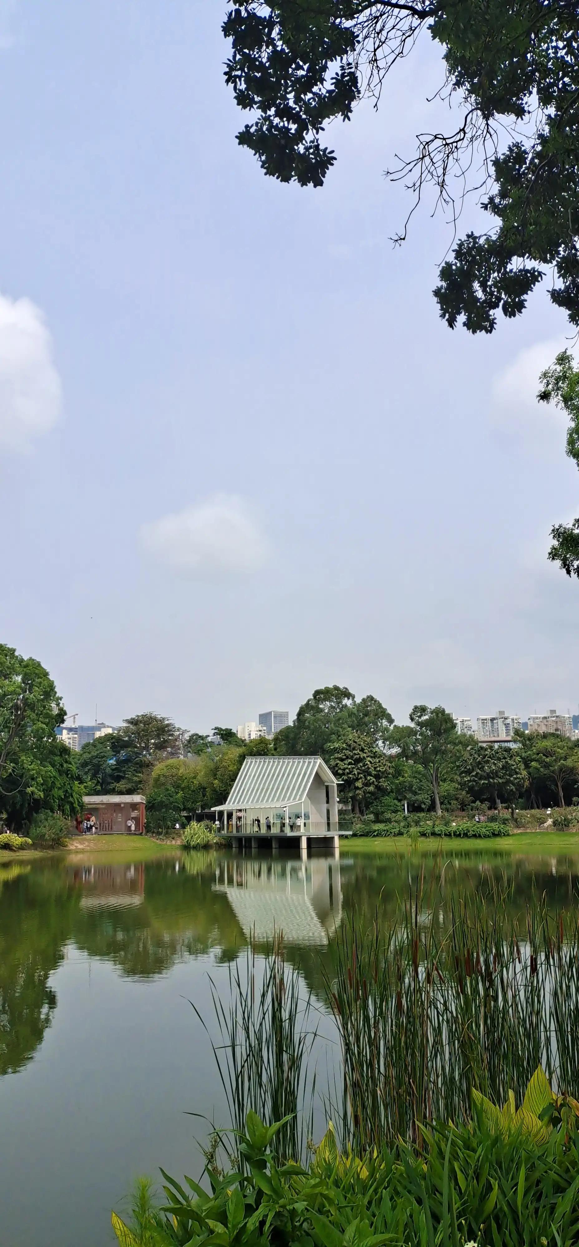 深圳荔枝公园相亲角,深圳福田荔枝公园路线