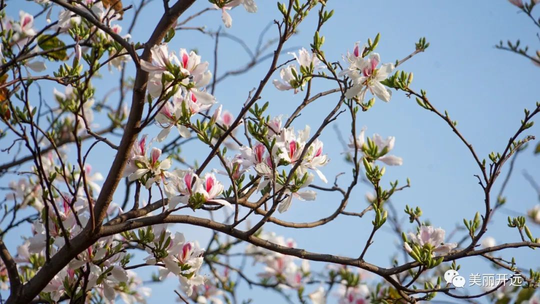 云南玉荷花吃法,云南玉荷花怎么做好吃