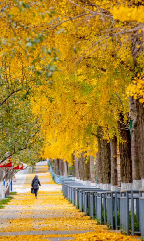 济南必打卡之地金秋时节,济南冬季打卡旅游胜地