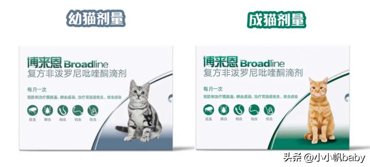 新手养猫铲屎官攻略,新手养猫驱虫知识