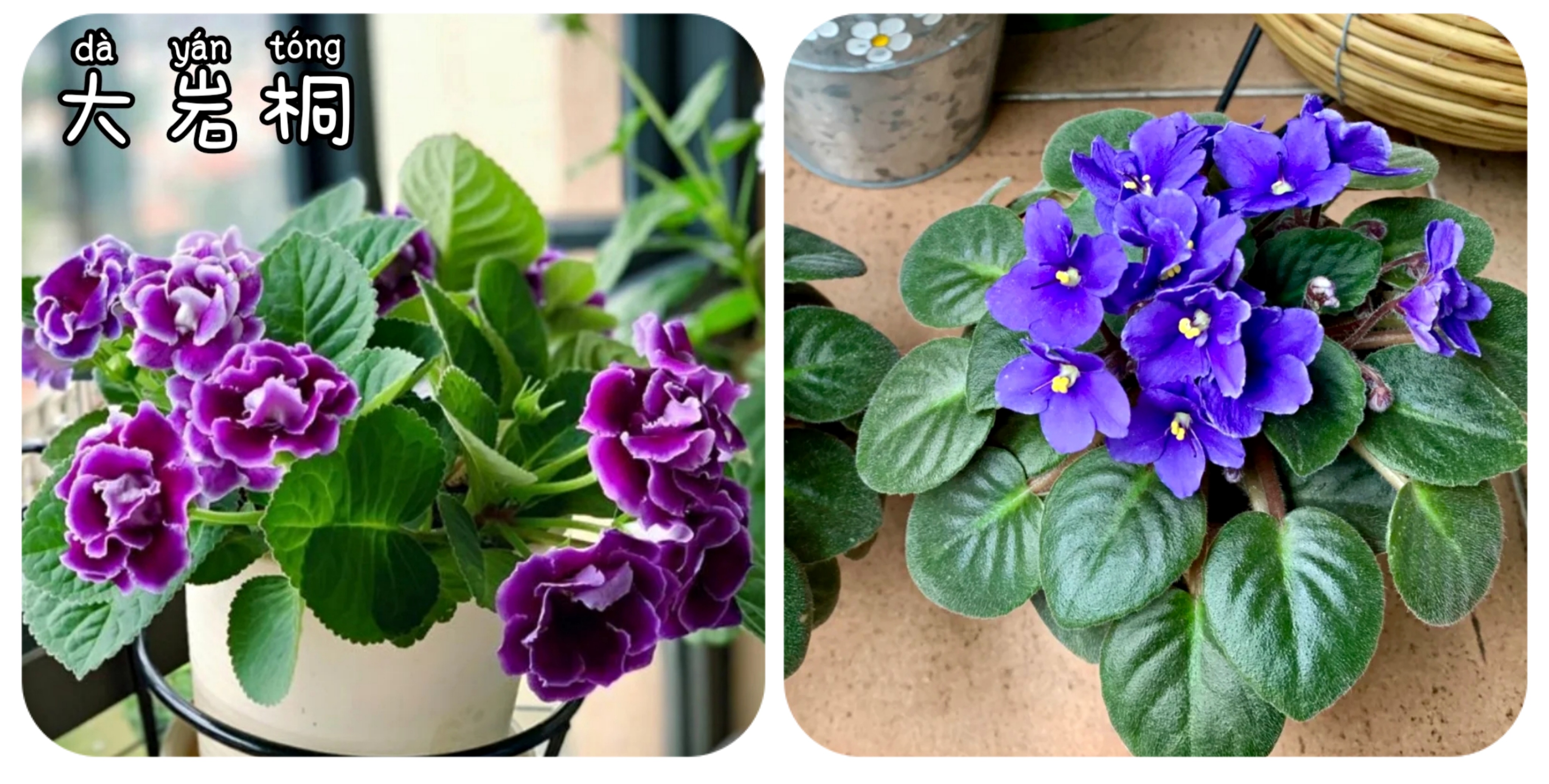 阳台上可以种什么蔬果,阳台上适合种的蔬果