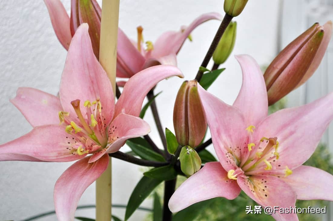 衣服上有花粉如何正确清理,番茄花粉沾衣服怎样去除