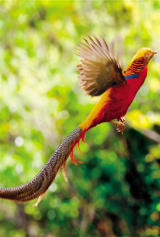 你不知道的五大世界纪录,你不知道的十个世界纪录