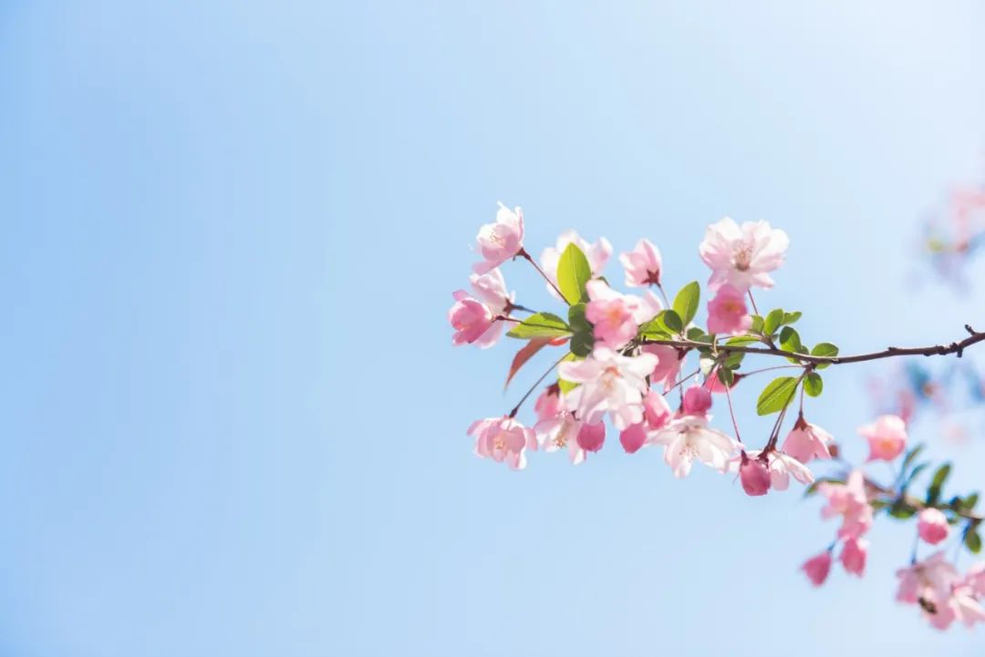 赏花的绝美诗句,赏花最好的十首诗