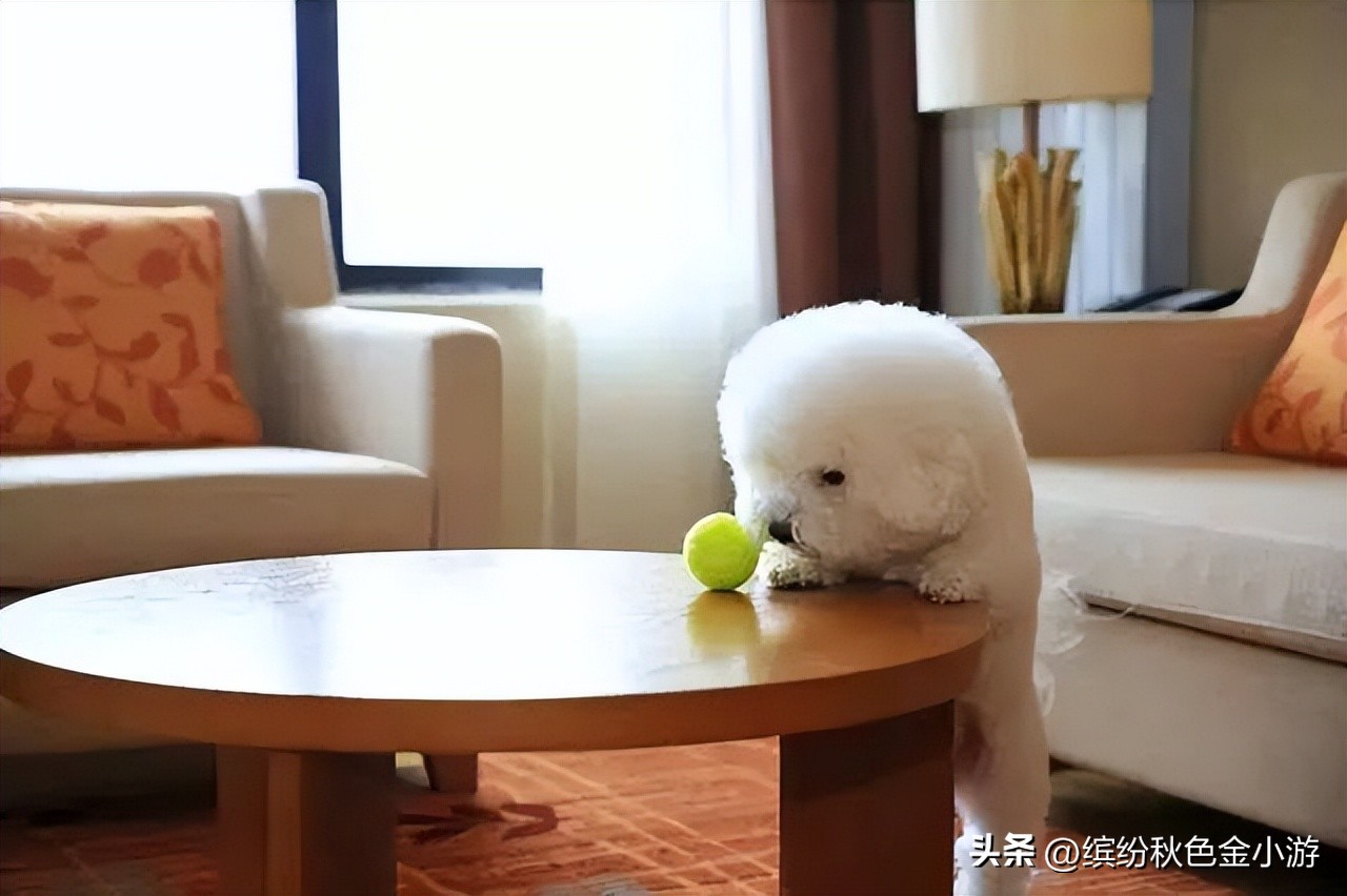 西安哪家酒店可以带宠物,带宠物酒店预订用什么软件