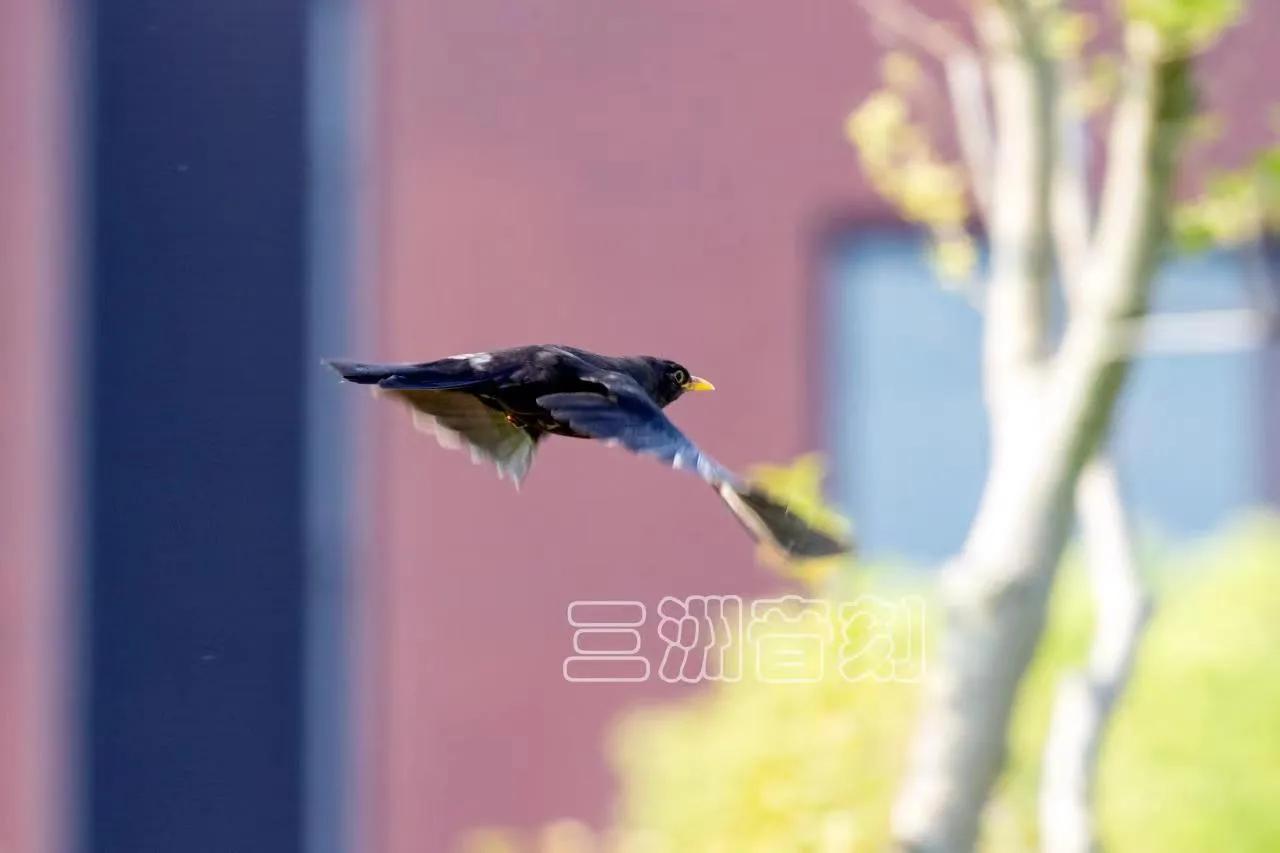 上海国际汽车城安亭,上海市嘉定区安亭国际汽车城