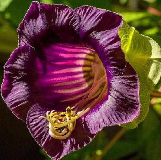 奇花异草是一道道亮丽的风景线,五彩缤纷的春天奇花异草