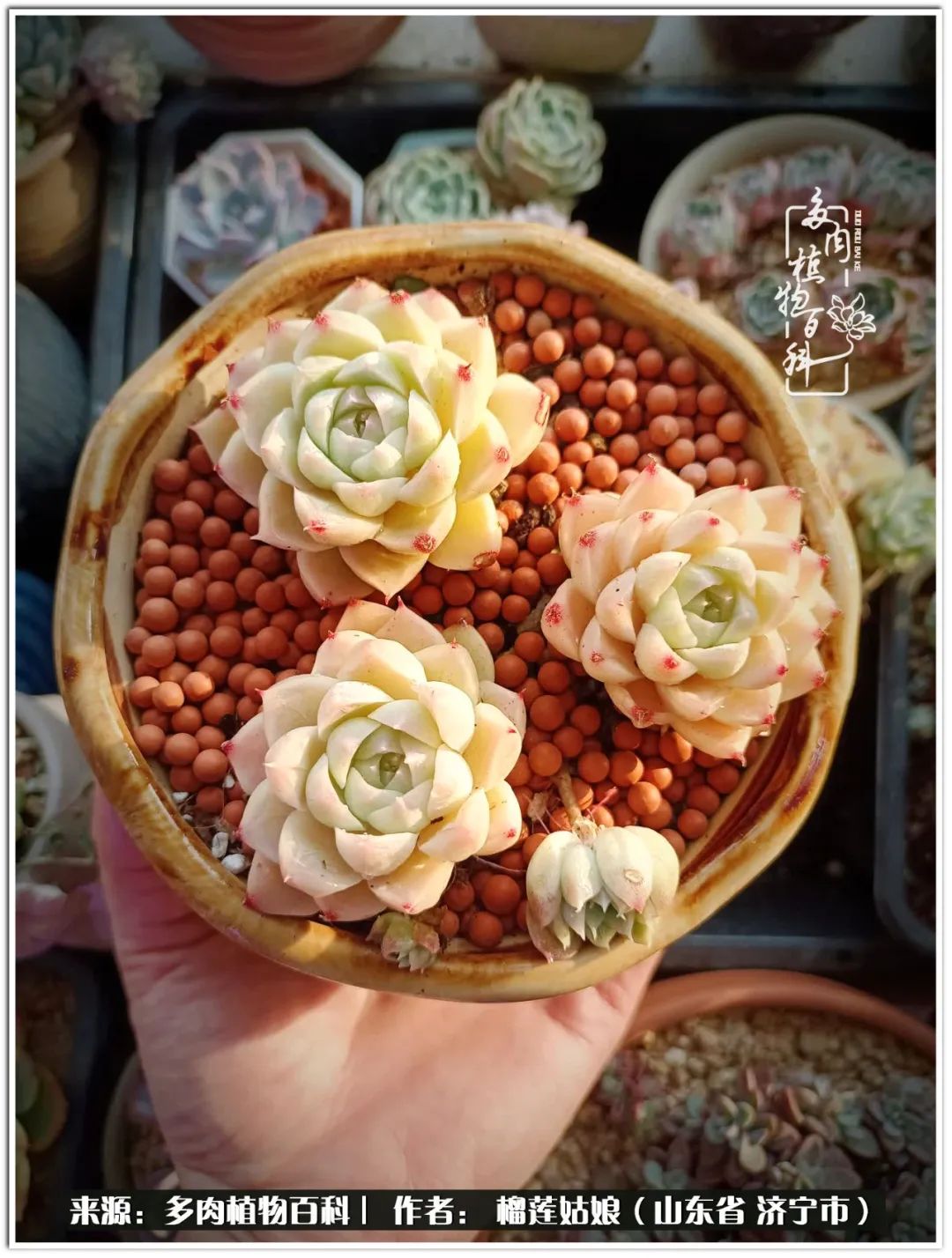 繁花似锦觅安宁淡如流水度一生,繁花似锦觅安宁淡云流水度人生