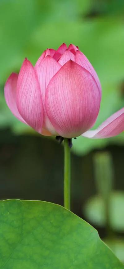 漂亮美丽的荷花壁纸,雨中荷花壁纸荣盛城