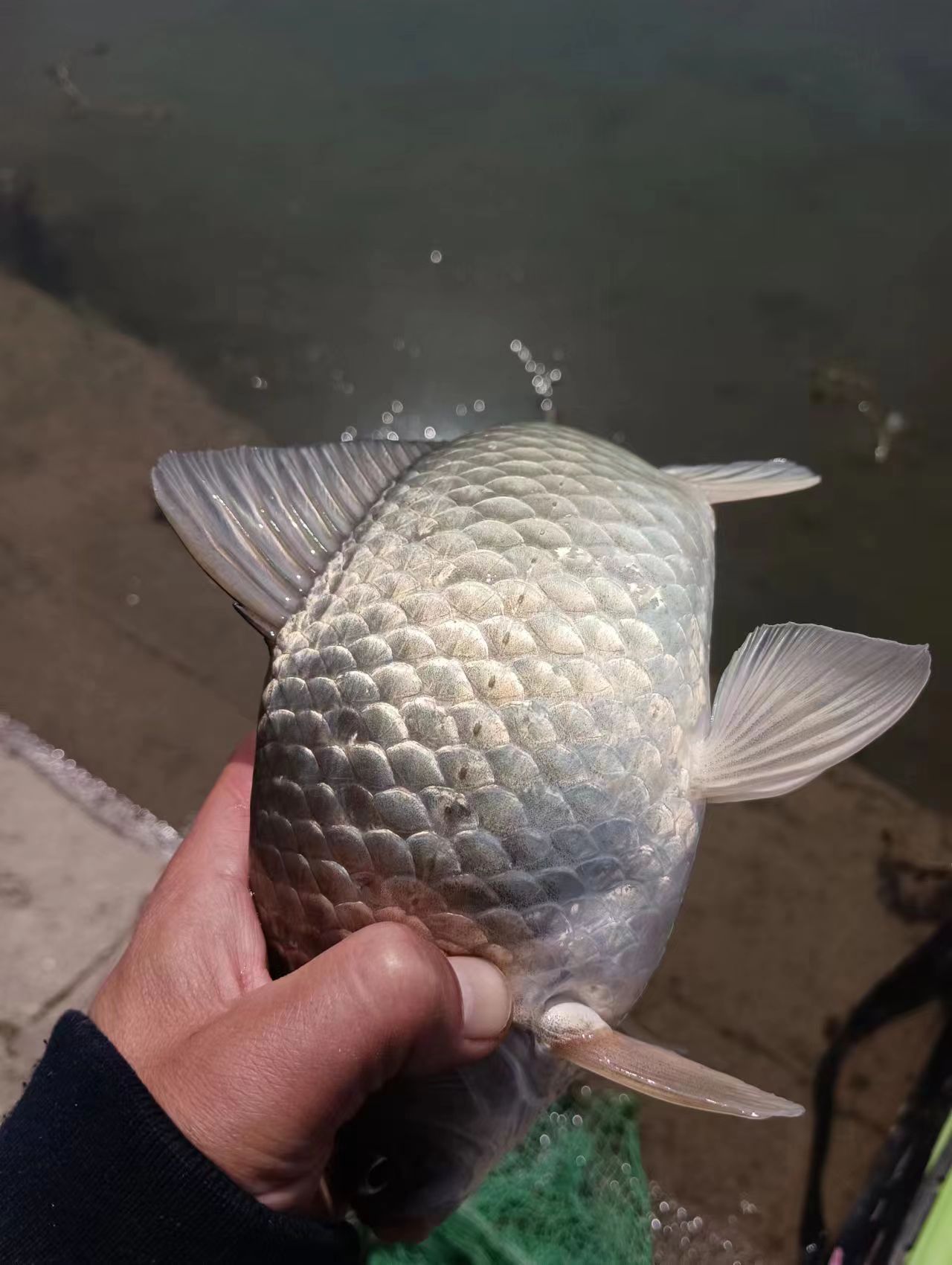 初春野钓鲫鱼最好的草洞钓法,草洞野钓鲫鱼技巧及方法