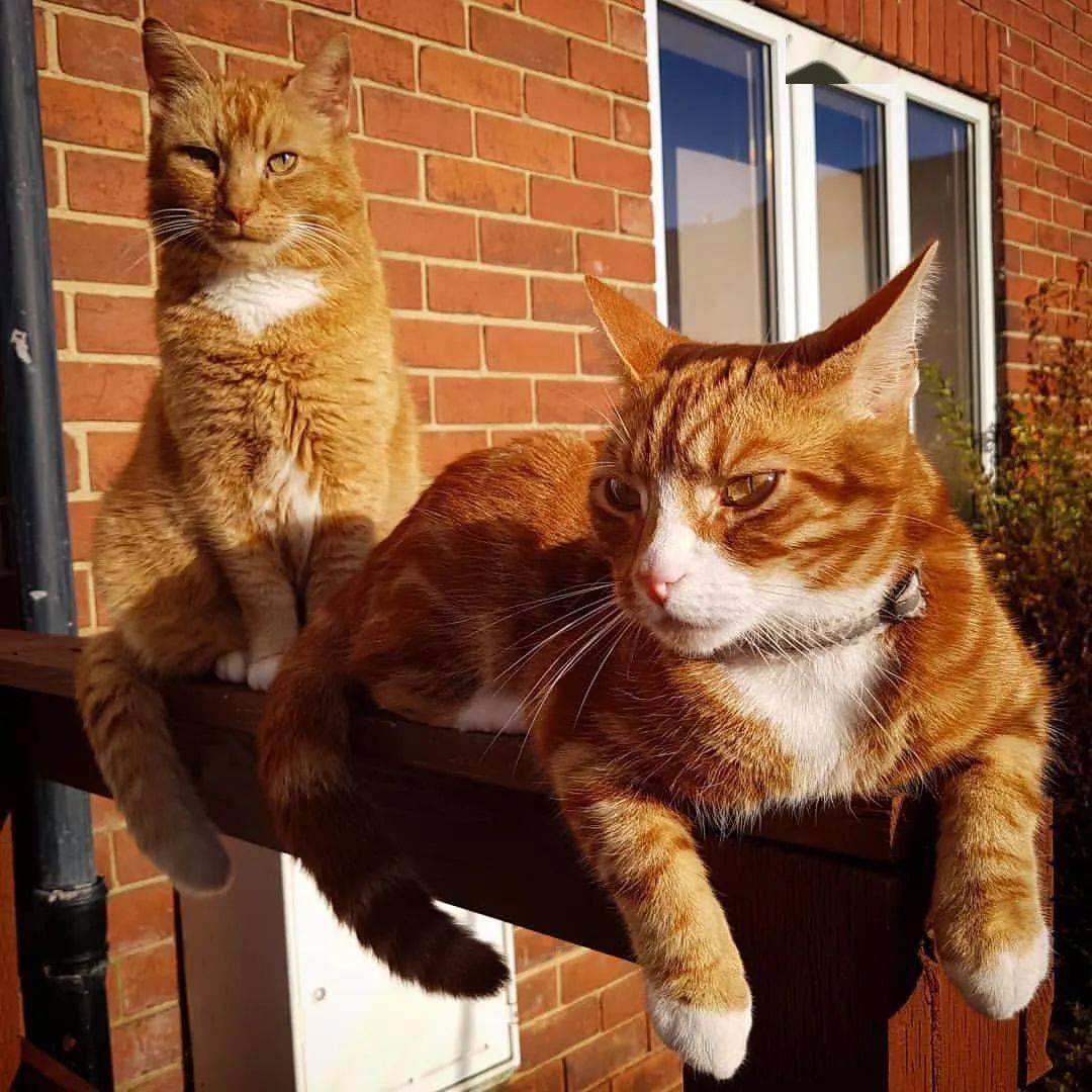 一只旺家狗五大特征,旺家猫的十大征兆