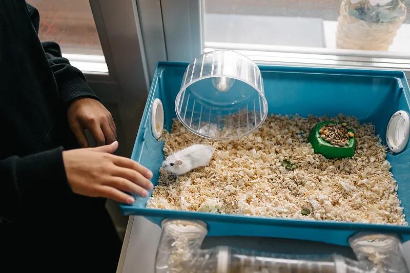 什么宠物对纯素食者最好,好养且可以食用的宠物有哪些