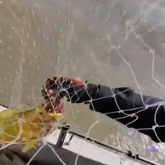 游客钓到野生大黄鱼全身金光闪闪,浙江钓友上野生三斤多大黄鱼