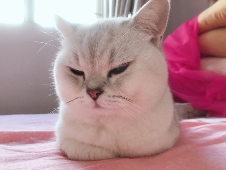 饮水机属于智商税么,猫咪喝水自动饮水机是智商税吗