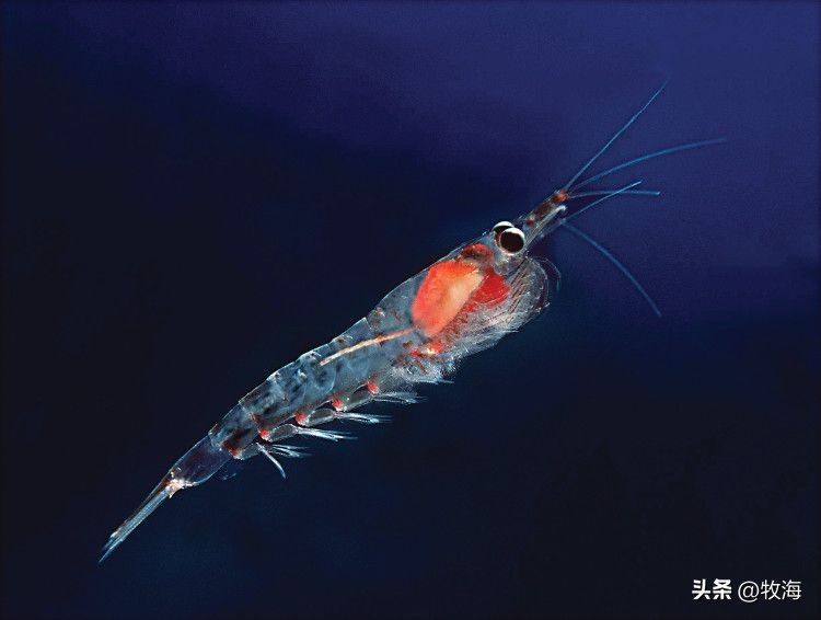 南极磷虾船最新消息,南极磷虾大爆发