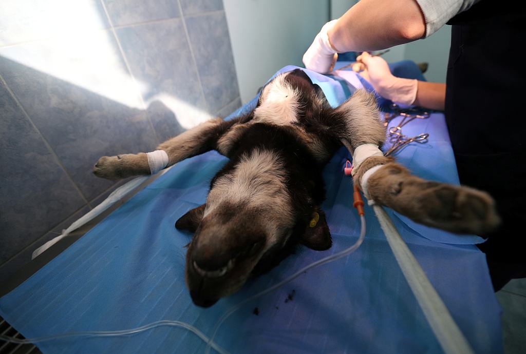 这4种是狗狗常用的“交配方式”，你还不知道吗？