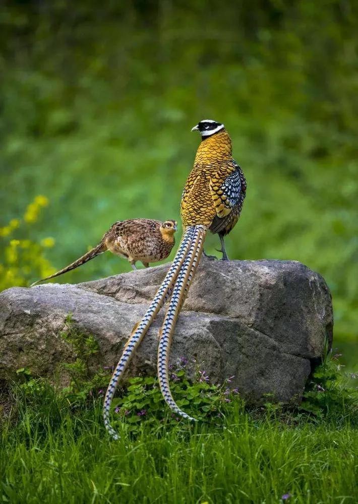 动物千姿百态,动物园的动物千姿百态