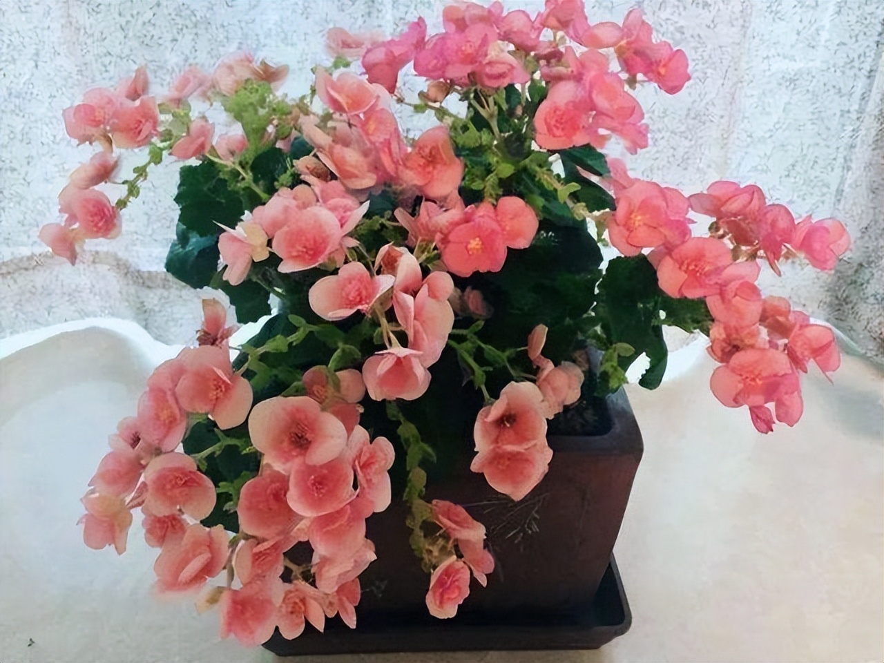 3种花耐干旱又好养一年开花,4种花容易打理易开花花期长