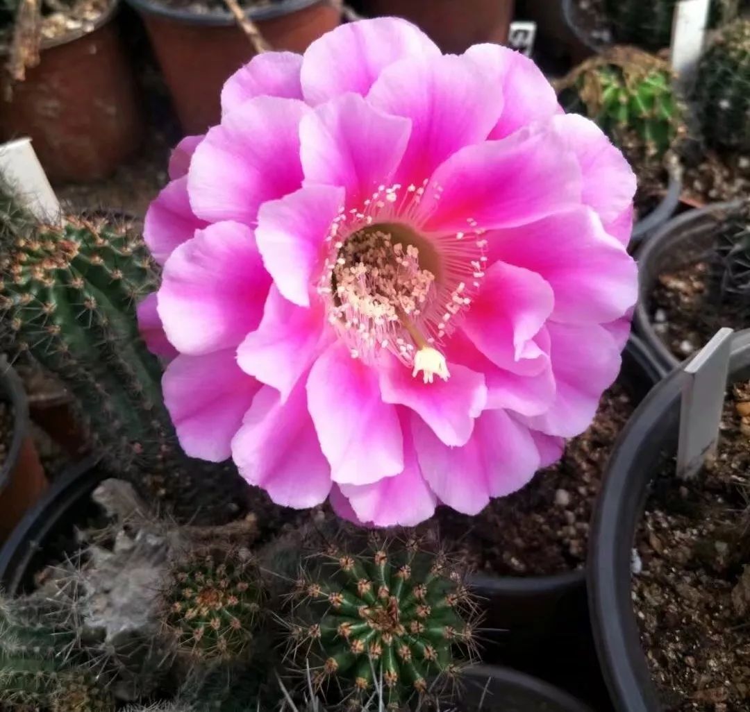 200种·仙人球开花图鉴，大开眼界，美到爆