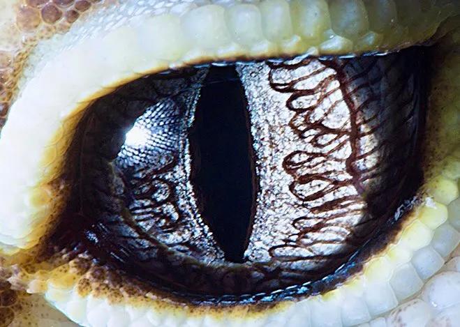 显微镜下的十大生物,显微镜下看到的各种不同样的生物