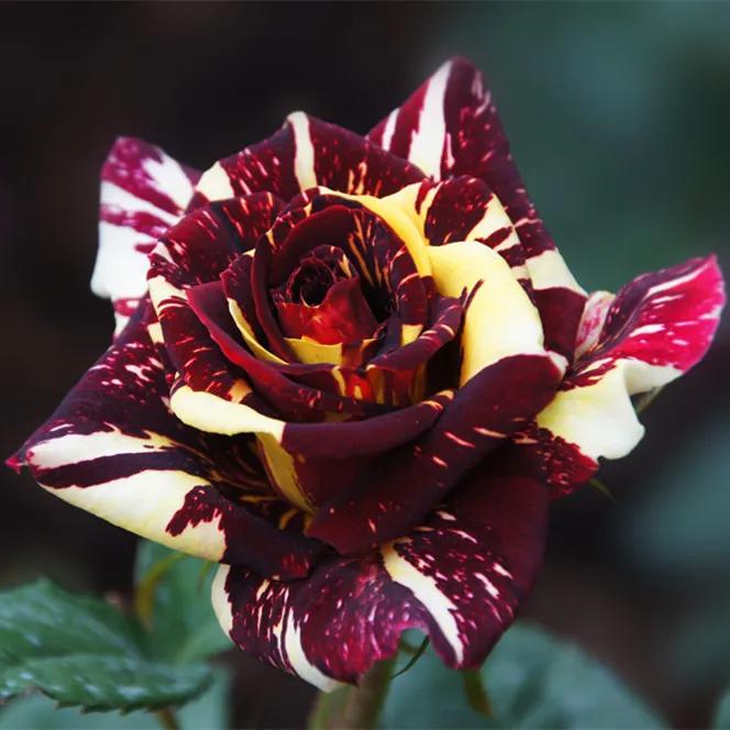 月季美图100张,妩媚动人的月季花图片