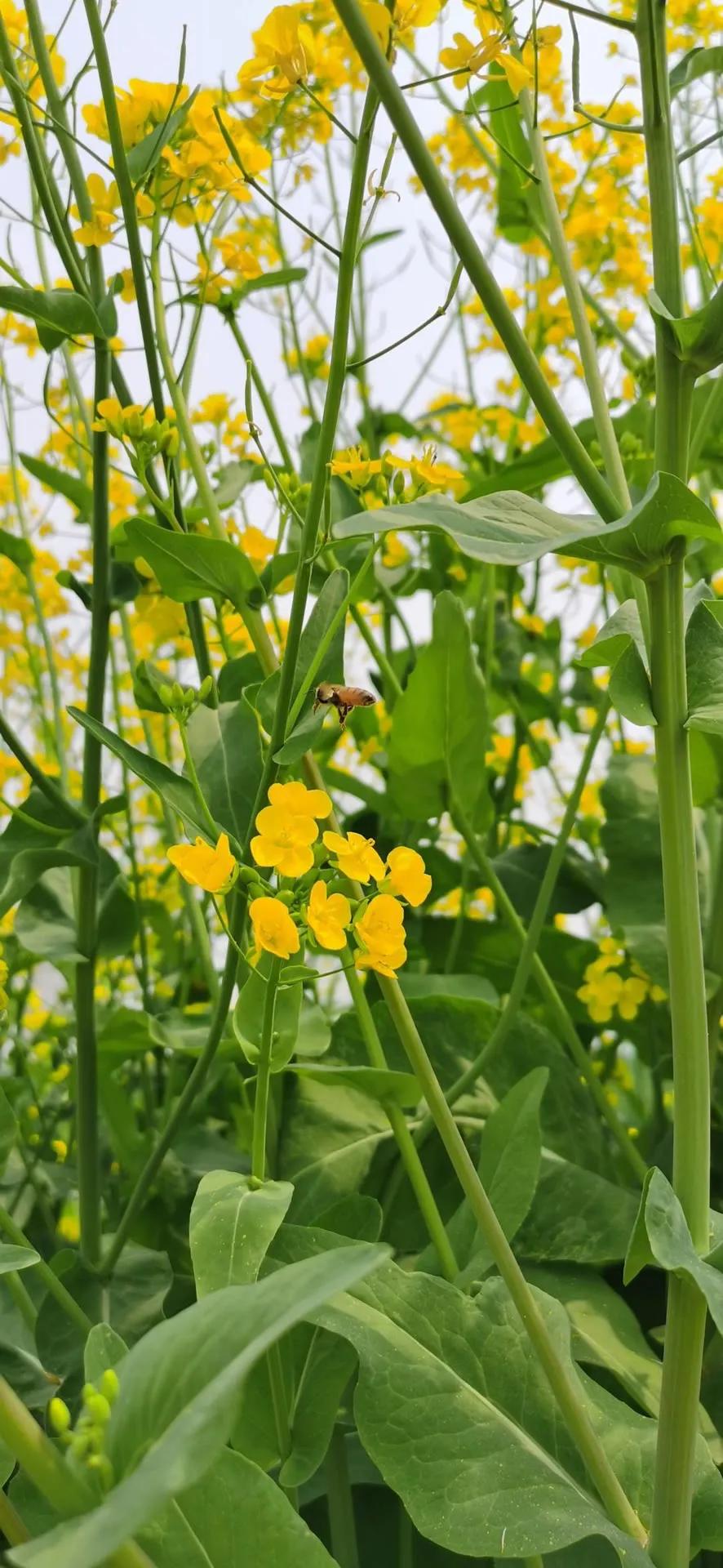 超高清海洋沙滩风景壁纸全屏,湛蓝的海水海滩风景高清壁纸