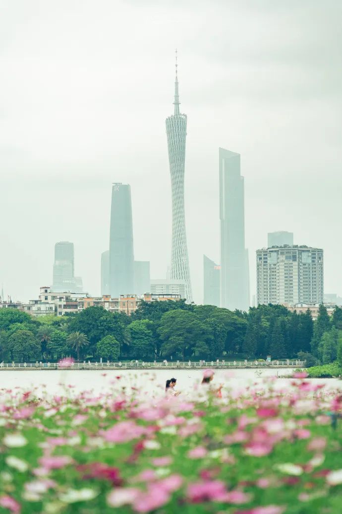 广州哪里有花海的景区,广州南沙区有哪些花海