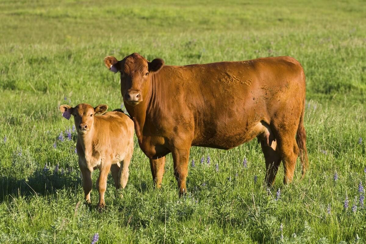 加拿大黑牛原先有1亿头,后来引进美国杂交牛,被打的只剩300头