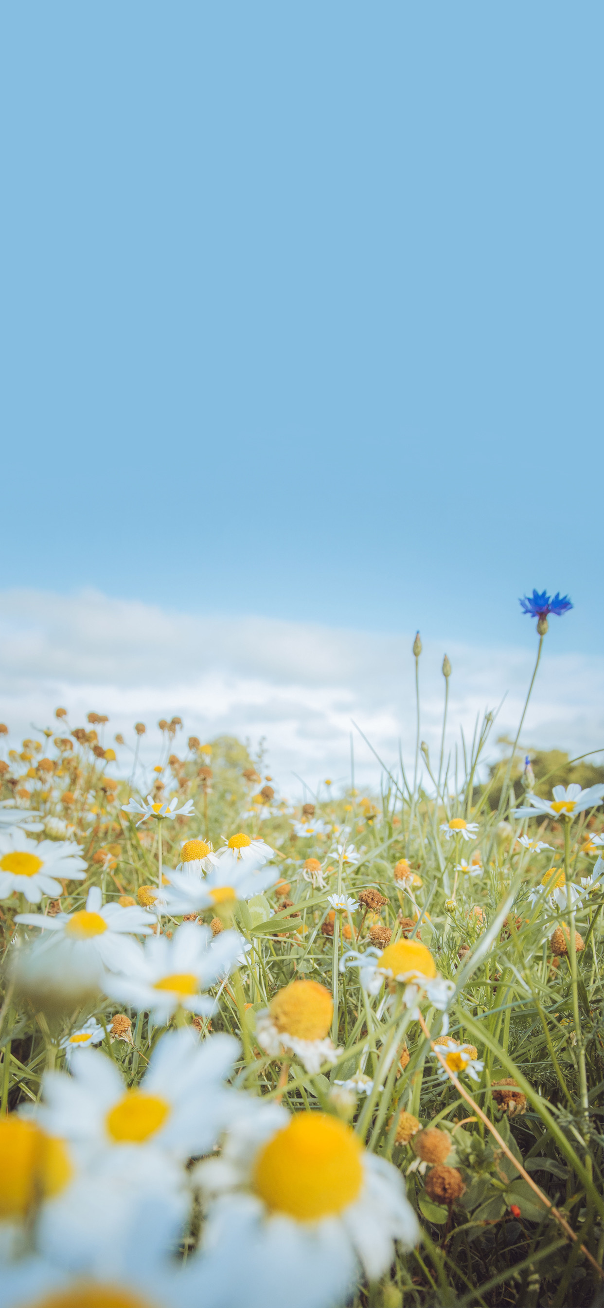 iphone13promax手机壁纸推荐,iphone13promax壁纸动态