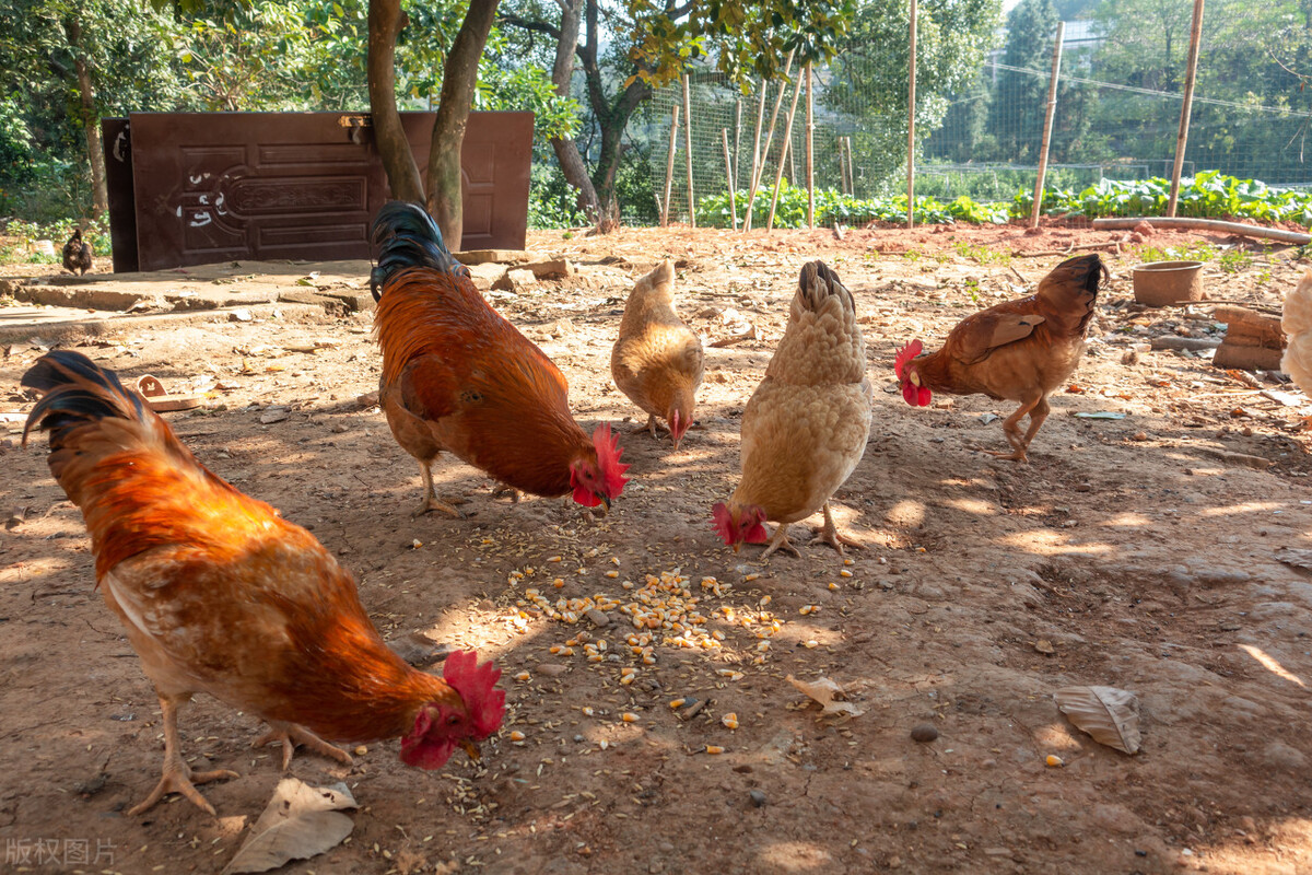 城里的土鸡为啥越来越不好吃了,最正宗的农村土鸡