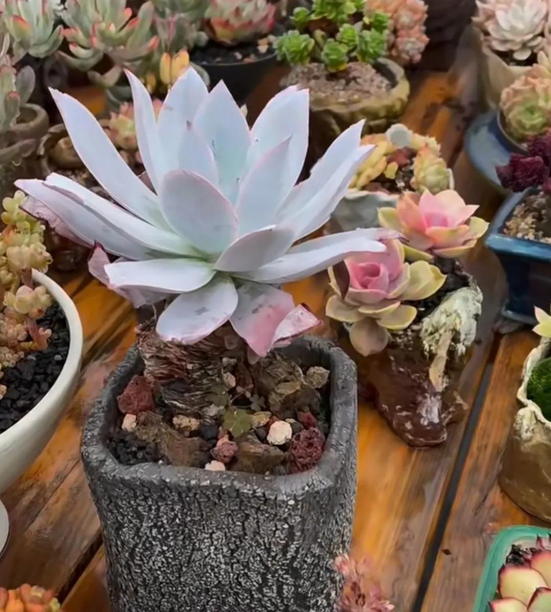 最具有观赏性的多肉植物,颜值高又好养活的多肉植物