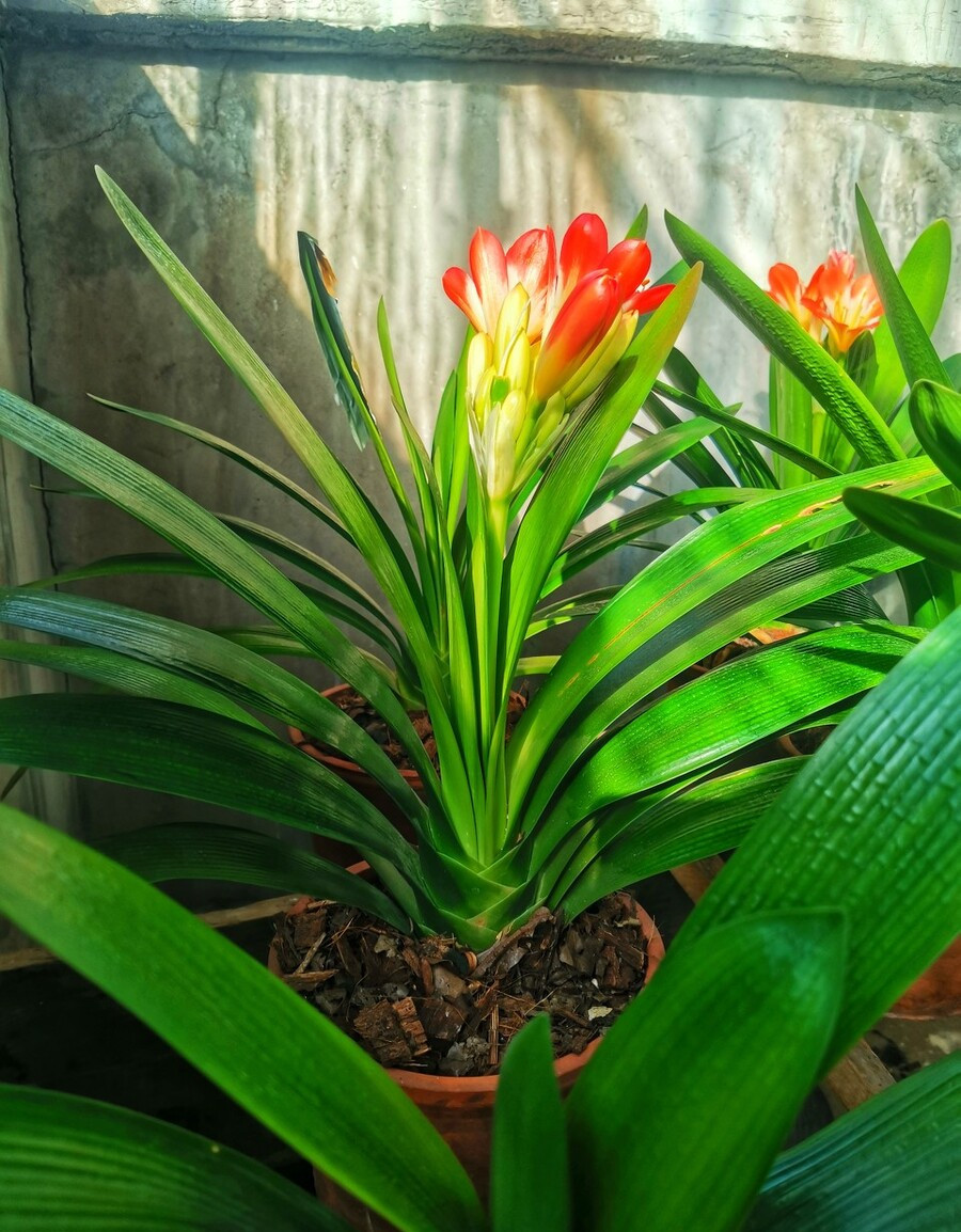 君子兰怎么摆放叶子不会长歪视频,君子兰在东阳台和南阳台正确摆放