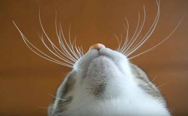 猫咪的胡子处长黑黑的东西,猫咪的胡子很长