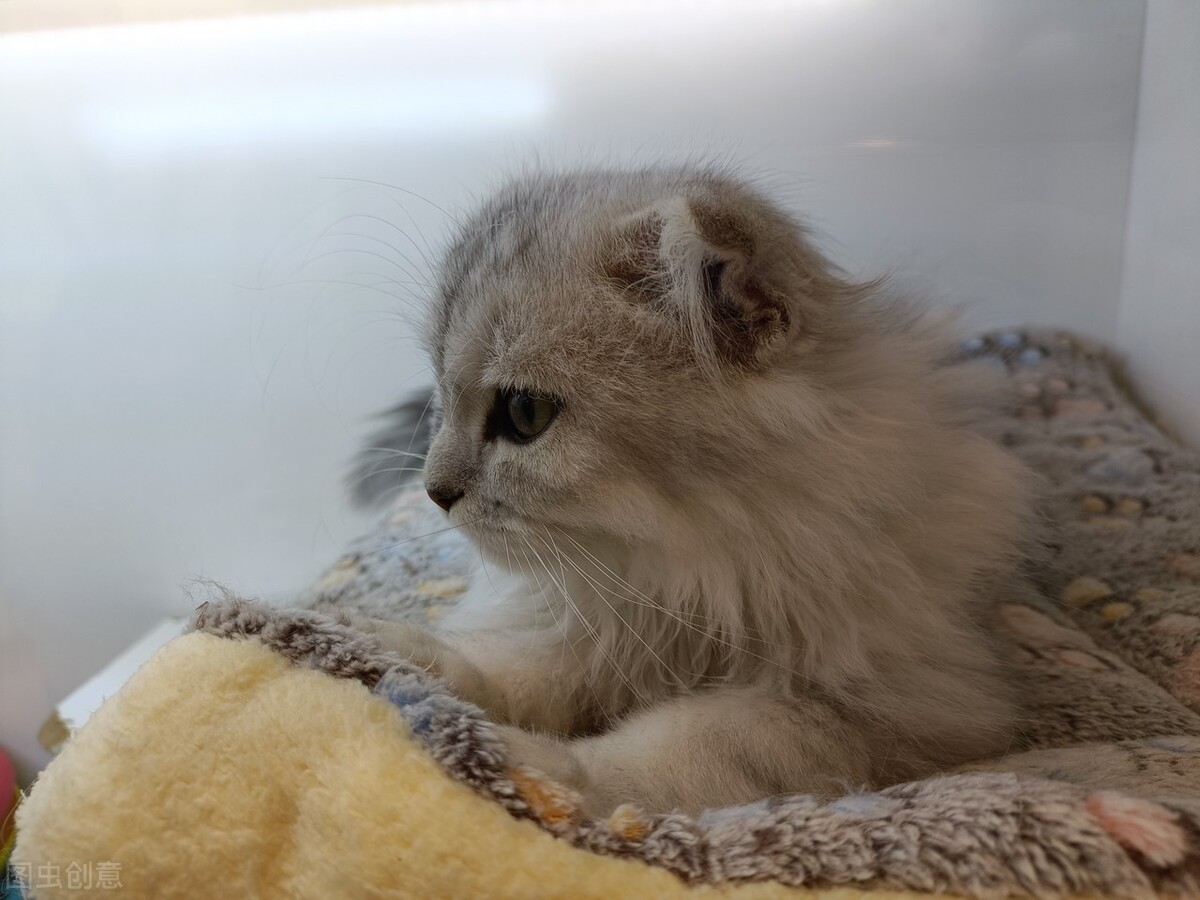 养猫干货视频教程全集,养猫日常好物分享