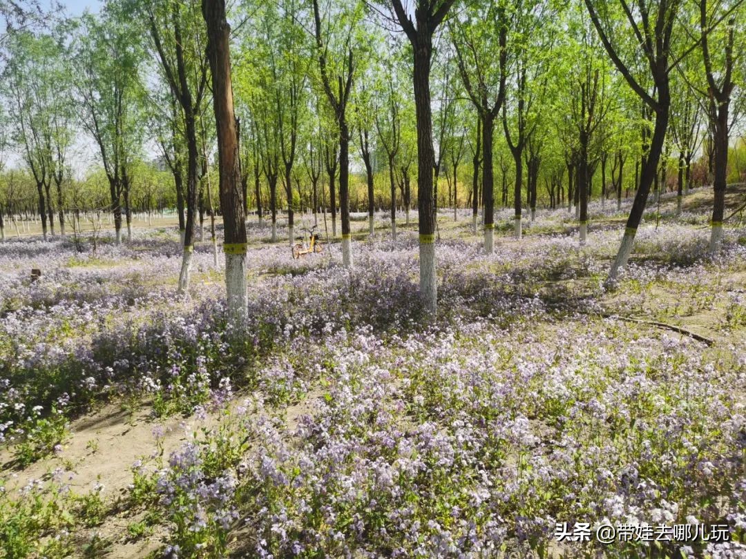 盘点各城市的骑行绿道,北京朝阳区39公里绿道将开放骑行