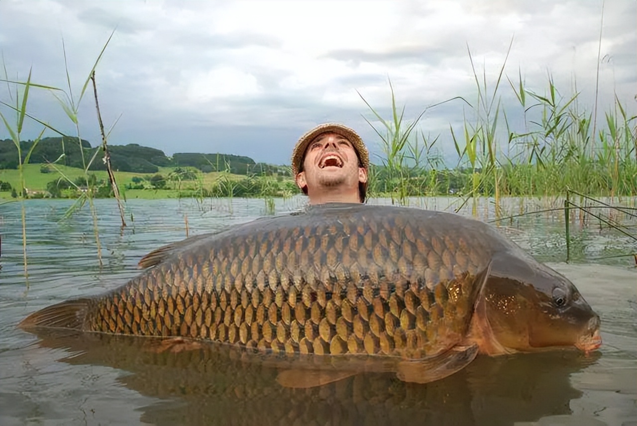 泰国鲤鱼价格表,200斤以上泰国鲤鱼