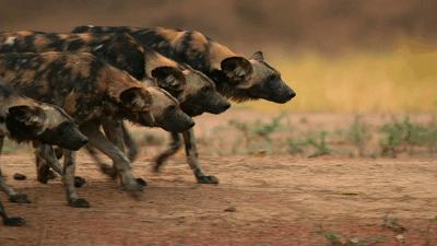 提高认知增长知识的高分纪录片,孩子必看的5部纪录片