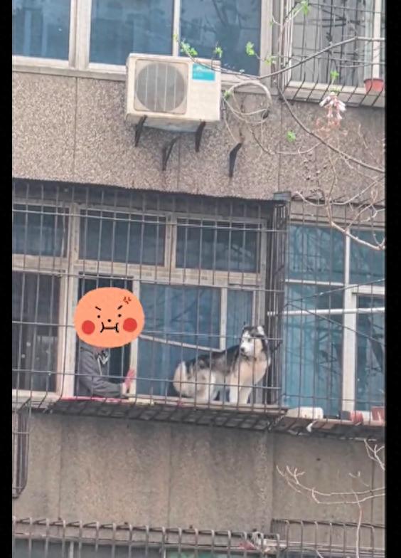 狗狗的脾气性格会随主人吗,狗狗脾气性格好是有足够的爱吗