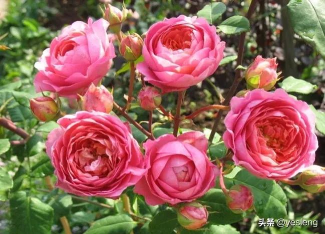 阿芒迪夏奈尔月季,阿芒迪娜夏奈尔香奈尔