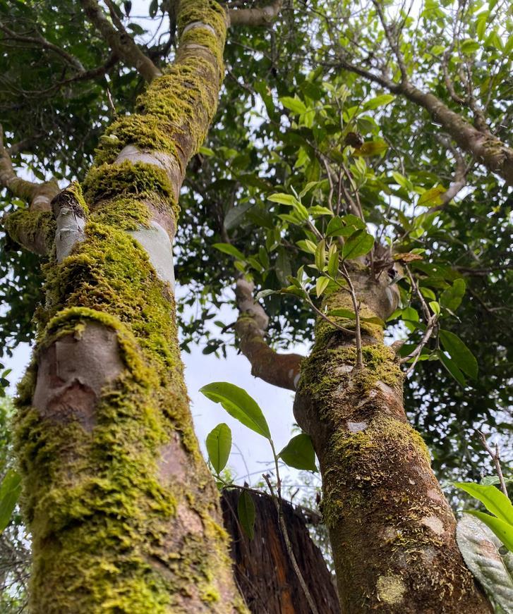 正宗的云南普洱茶是什么样的,真正的云南普洱茶是什么样