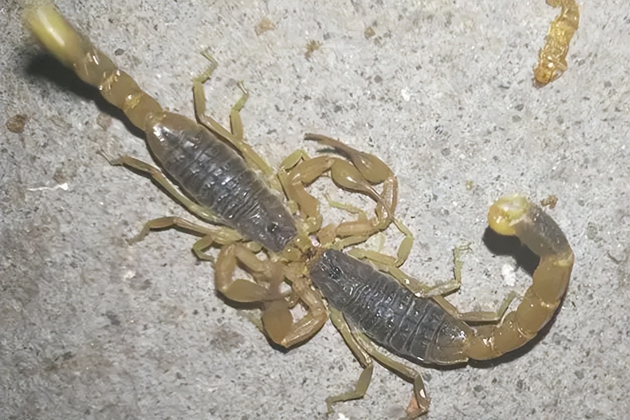 不同蝎子的生存温度,不同物种的蝎子