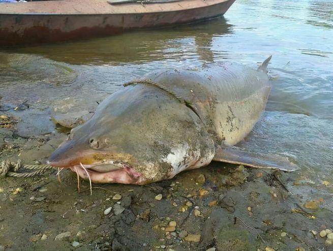 世界上发现的最大鳇鱼,黑龙江大鳇鱼是国家保护动物吗