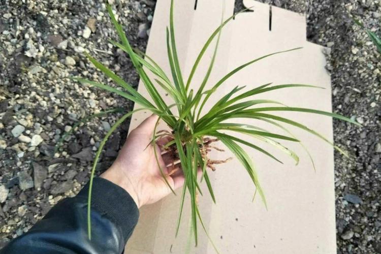 放牧强度对百喜草变草响应的影响