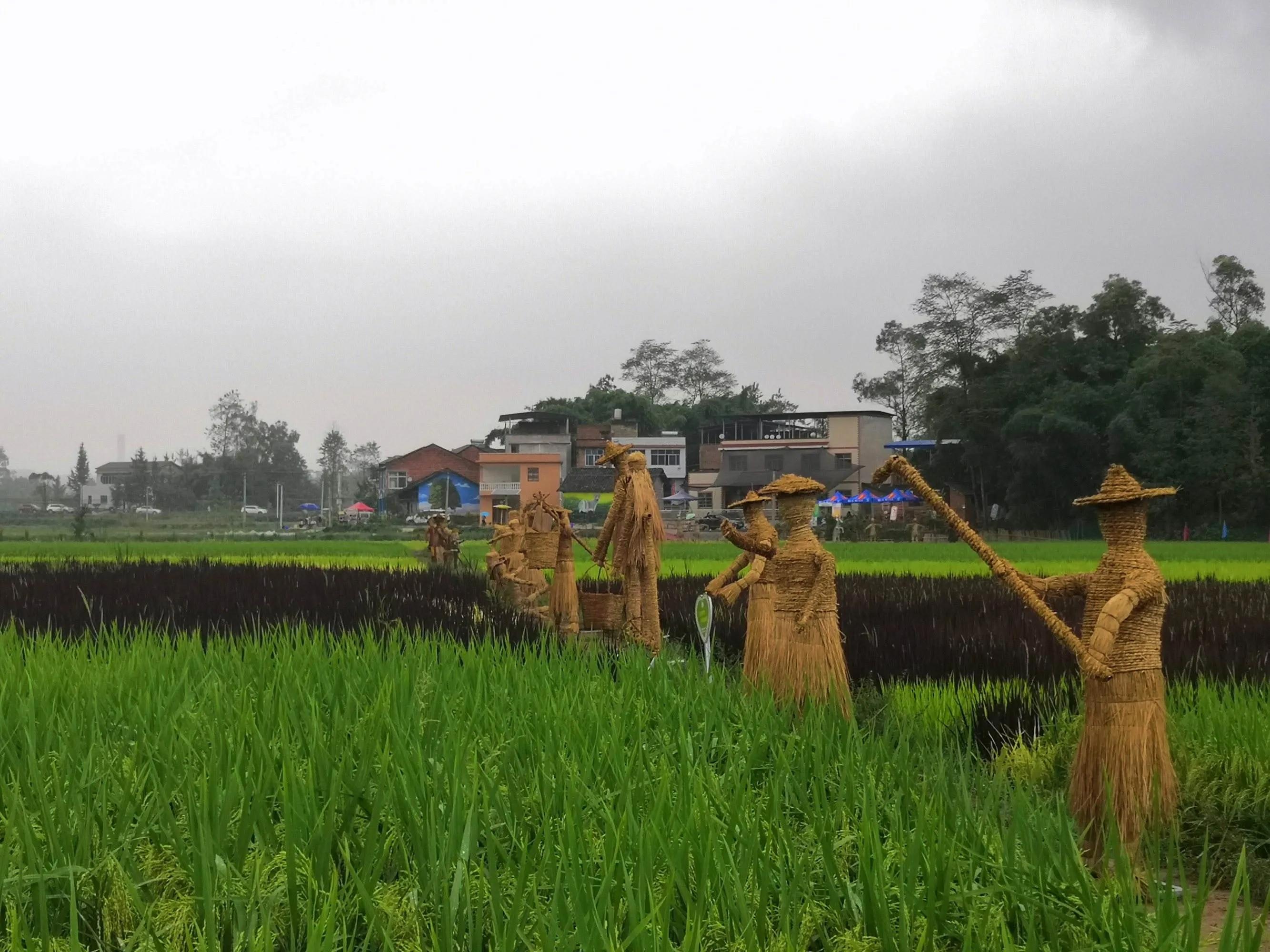 大足隆平五彩稻田有什么特色,重庆大足隆平五彩田园景区