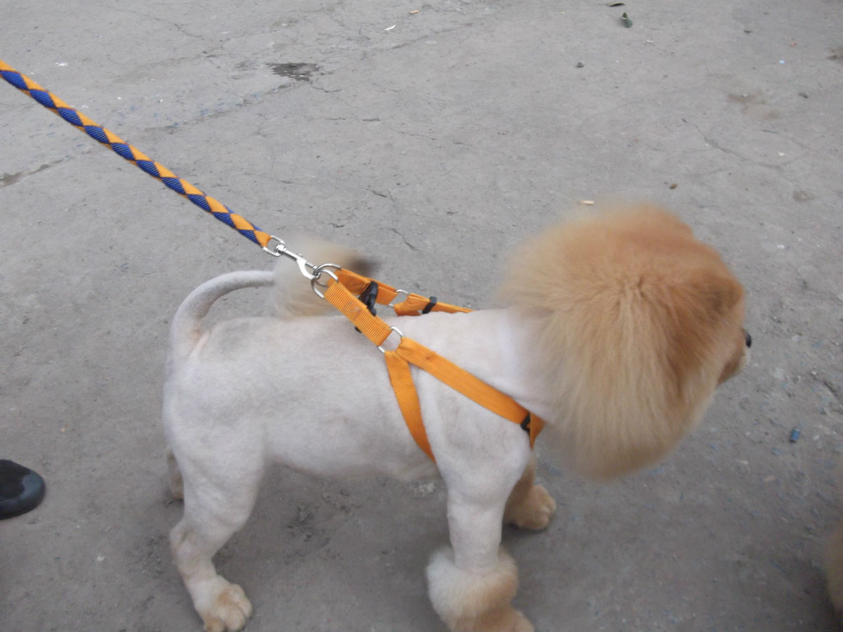 夏日避暑小妙招歌曲,夏日避暑小妙招幼儿园