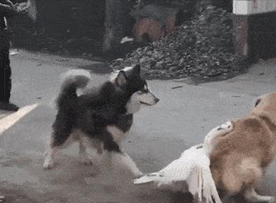 大鹅和平头哥,平头哥最新比赛谁赢了