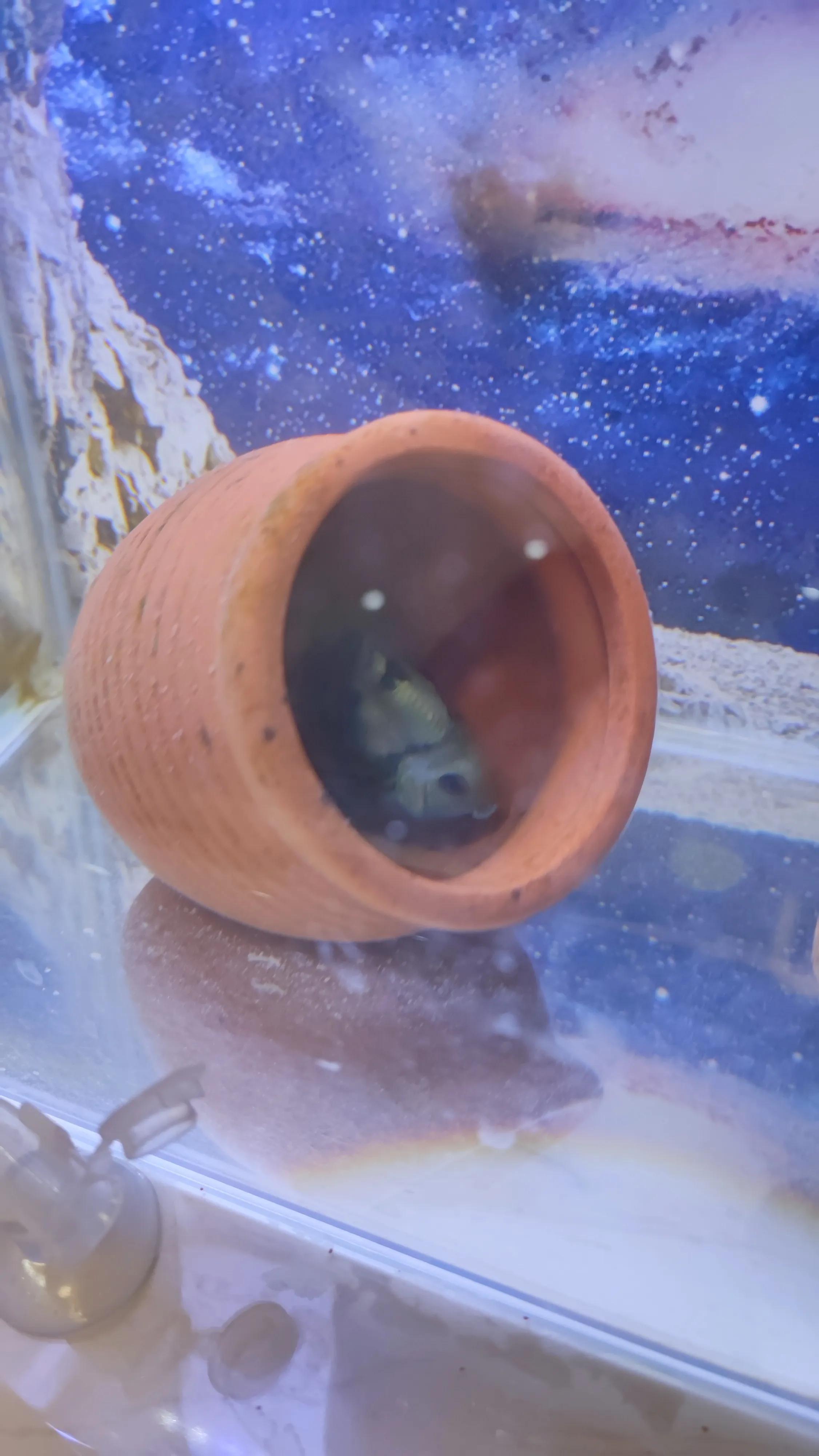 迷你鹦鹉鱼饲养温度养鱼老道,养鱼人的快乐迷你鹦鹉鱼