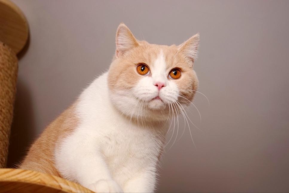 新手养英短猫好还是美短,一个半月的英短好养吗