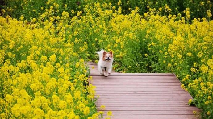 春节最值得一去的4个小众旅行地,春节川内游攻略